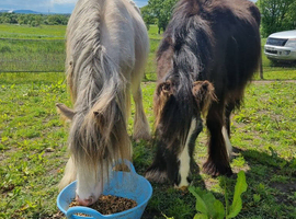 Beautiful little black cob colt