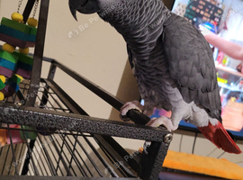 African grey parrot