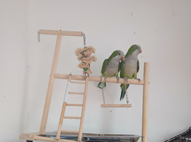 Female and male pair