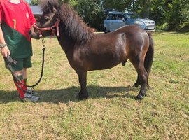 Registered shetland gelding