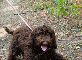 Lola female