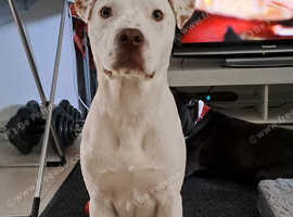 American bull x