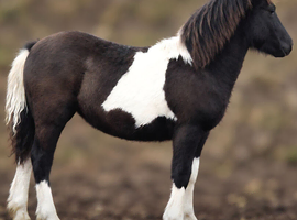 Beautiful chunky coloured filly