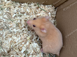 Syrian Hamster Baby Boys - Ready Now
