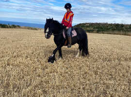 Grass for rent or Livery