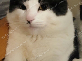 Rehome Male Cat