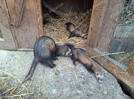 Female...micro ferret for sale...born May 2026