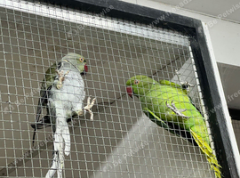 Breeding Pair Ringnecks
