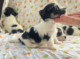Litter of Sealyham cross cairn terrier puppies