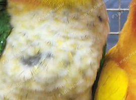 AMAZONS/PARROTS/PARAKEETS AVAILABLE