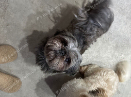 Shih Tzu 3 adorable puppies ready for new homes