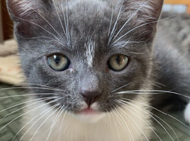 beautiful grey boy cat