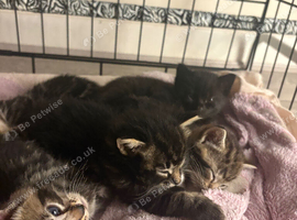 6 Curious Loving Domestic Shorthair Kittens