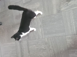 Black and white cat
