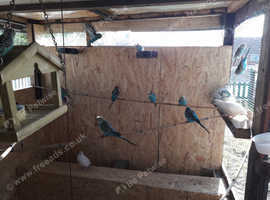 Budgies