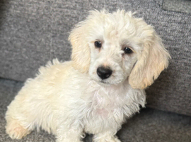 Lovely Doxiepoo Puppies looking for there loving home. Boys and girls available. Ready to leave now.