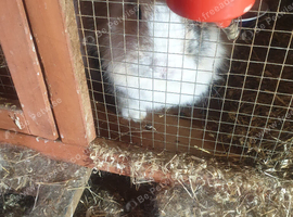 2 boy lion head  rabbits
