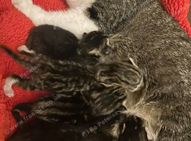 Beautiful kittens ready for there new loving home