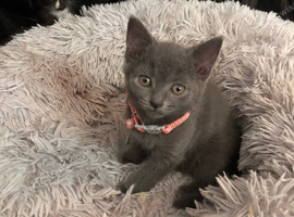 Beautiful Russian blue kittens
