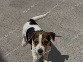 Jack Russell puppies
