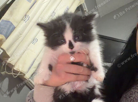 4 beautiful kittens for sale