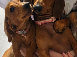 Dachshund female