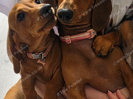 Dachshund female