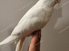 Various cockatiels for sale - breeders and young