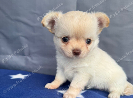 2 gorgeous little coat Chihuahua puppies