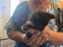 We have 3 lovely kittens available. ️ Please see below for details and individual prices.