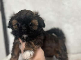 Our shih tzu boy