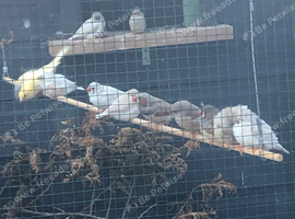 Zebra finches for sale