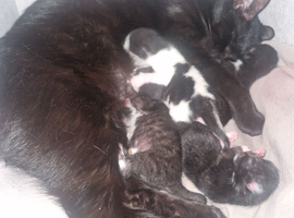 5 Precious kittens need a home