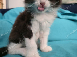 Adorable Ragdoll Mix kittens