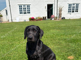 Black Labrador Dog pup