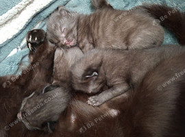 Kittens