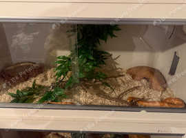 2 corn snakes