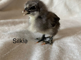 2x silkie