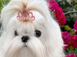 Miniature Korean maltese stud
