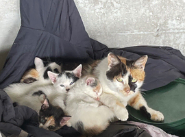 Mixed litter kittens