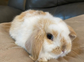 Mini lop litter.