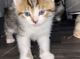 Gorgeous Male Tabby Kitten - Maine Coon Ancestry