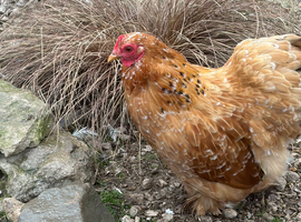Gorgeous Millefleur Pekin Bantam Hens