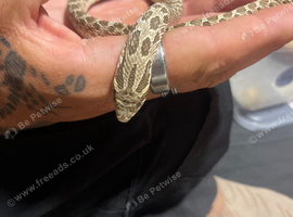 Albino western hognose
