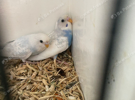 Baby budgies