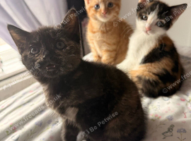 Beautiful home reared kittens.