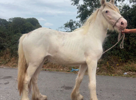 Clydesdale x cob filly