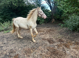 Nice big gelding
