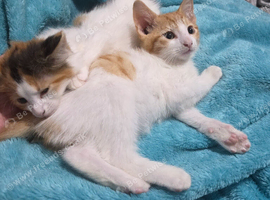 For sale 2 last kitten's