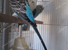 Breeding pairs of budgies 4
